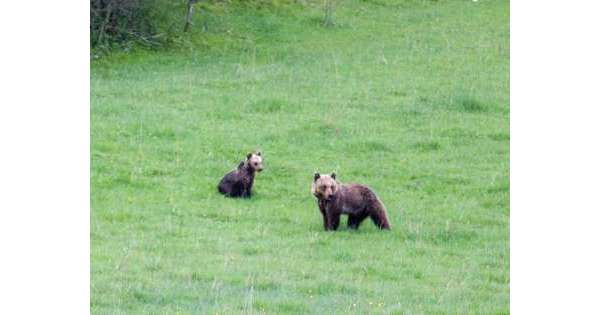                     Pericoli per l'orso, Wwf sollecita enti          
