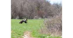                     Pericoli per l'orso, Wwf sollecita enti          