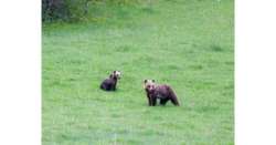                    Pericoli per l'orso, Wwf sollecita enti          