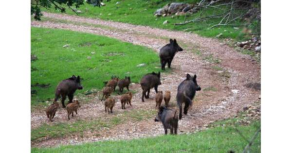                       Orsogna chiede intervento per cinghiali          