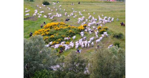                      Agricoltore, da noi 'mafia dei pascoli'          