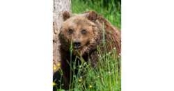                       Parco Abruzzo, morta a 30 anni orsa Yoga          