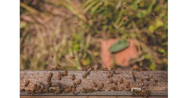 ANSA 6 08 2019 :                        Abruzzo patria api,Bee Natural Festival          
