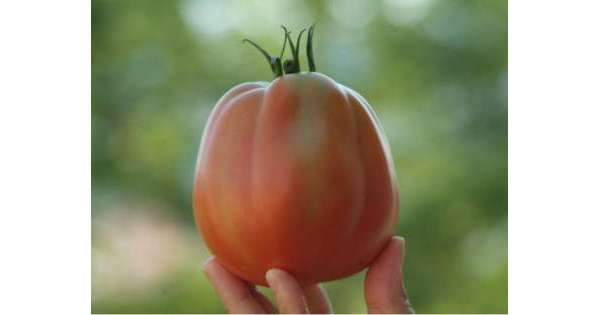 ANSA 12 09 2019 :                        Pomodoro 'a pera', riduzione del 40%          