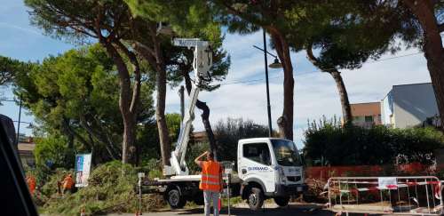 Emergenza pini a Pescara, perché Italia Nostra protesta