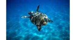 ANSA 7 10 2019 :                        Ingoiò amo,torna in mare tartaruga Lenny          