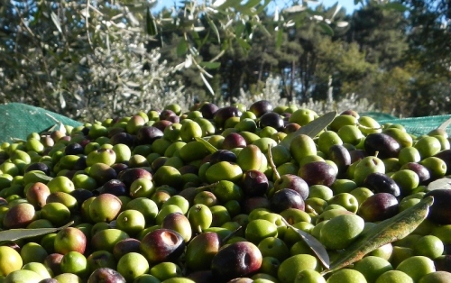 Come andrà la raccolta delle olive (e la produzione dell'olio): le previsioni di Federici