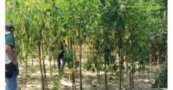 Piantagione di marijuana da 200mila euro lungo il Salinello     