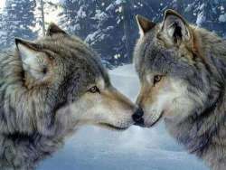 VIDEO. Due lupi a spasso per Valle Castellana