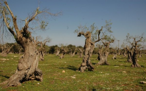 Abruzzo, olivicoltori in ginocchio: la raccolta 2017 sarà dimezzata