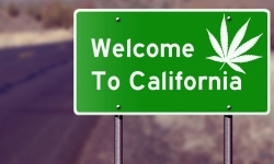 Sì alla marijuana libera: la California è pioniere
