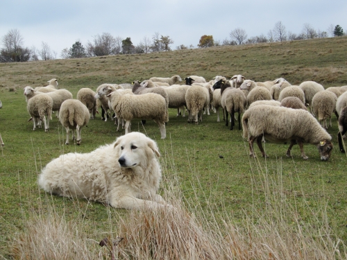 Che ci fanno i pastori abruzzesi in Veneto? Ecco il progetto Life Wolf Alps