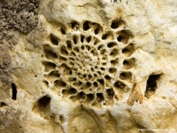 Ricci, coralli e pesci fossili: a San Valentino in A.C. il patrimonio paleontologico abruzzese