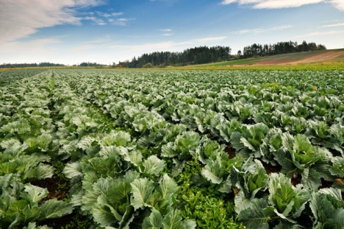 Caldo record, Coldiretti: agricoltura abruzzese a rischio