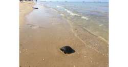                    Tartaruga marina salvata in mare Pescara          