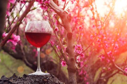 Festa del vino a Primavera: ecco le sorprese della Cantina Lancianese
