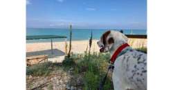                        Aperta a Pineto la 'Dog Beach'          