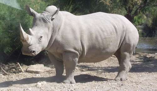 Teramo, salviamo il rinoceronte bianco dall'estinzione?