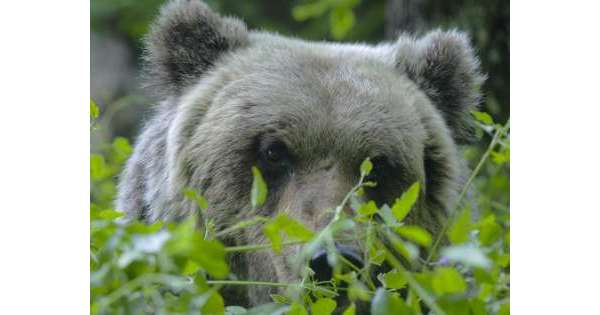                        Orsa Peppina torna a far strage di polli          