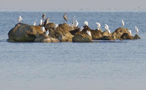 Uccelli migratori a Pescara: ecco quanti sono