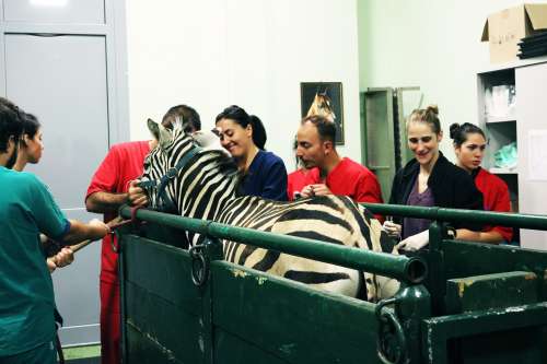 UniTeramo: sta benone la zebra operata in Facoltà