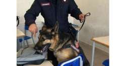                     Droga nelle scuole,controlli carabinieri          