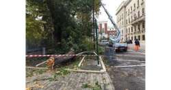                      Albero su auto a Pescara, grave donna          