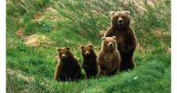                        Tre orsi morti,Wwf chiede Stati Generali          