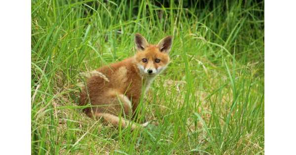                       No a uso cacciatori per controllo fauna          