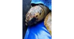                      Era finita nelle reti, salvata tartaruga          