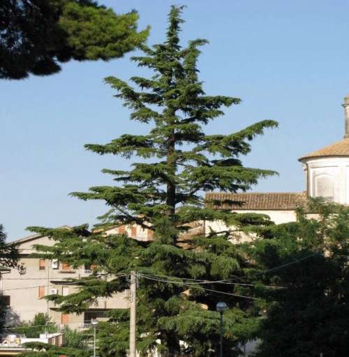 Pianella, ecco l'Albero di Natale più grande d'Abruzzo