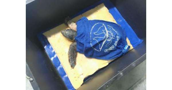                        Salvata testuggine,aveva un amo in bocca          