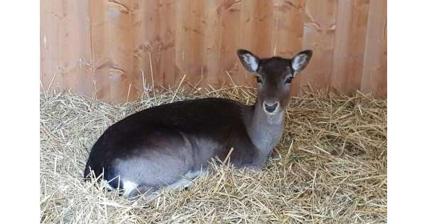                     Daino da porto San Benedetto in Abruzzo          
