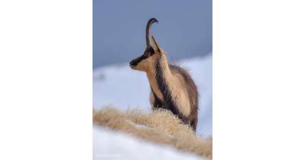                         Camosci, in Parco d'Abruzzo 636 nel 2018          