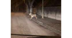                    Un lupo nel centro abitato di Montazzoli          