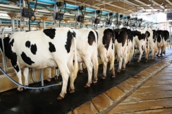 Caldo in Abruzzo, Coldiretti: produzione latte e miele a rischio