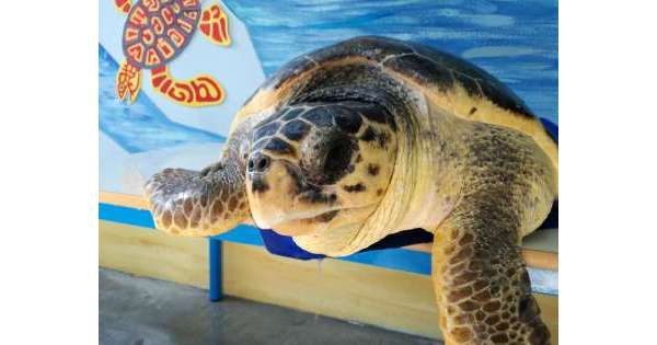                      Quattro tartarughe torneranno in mare          
